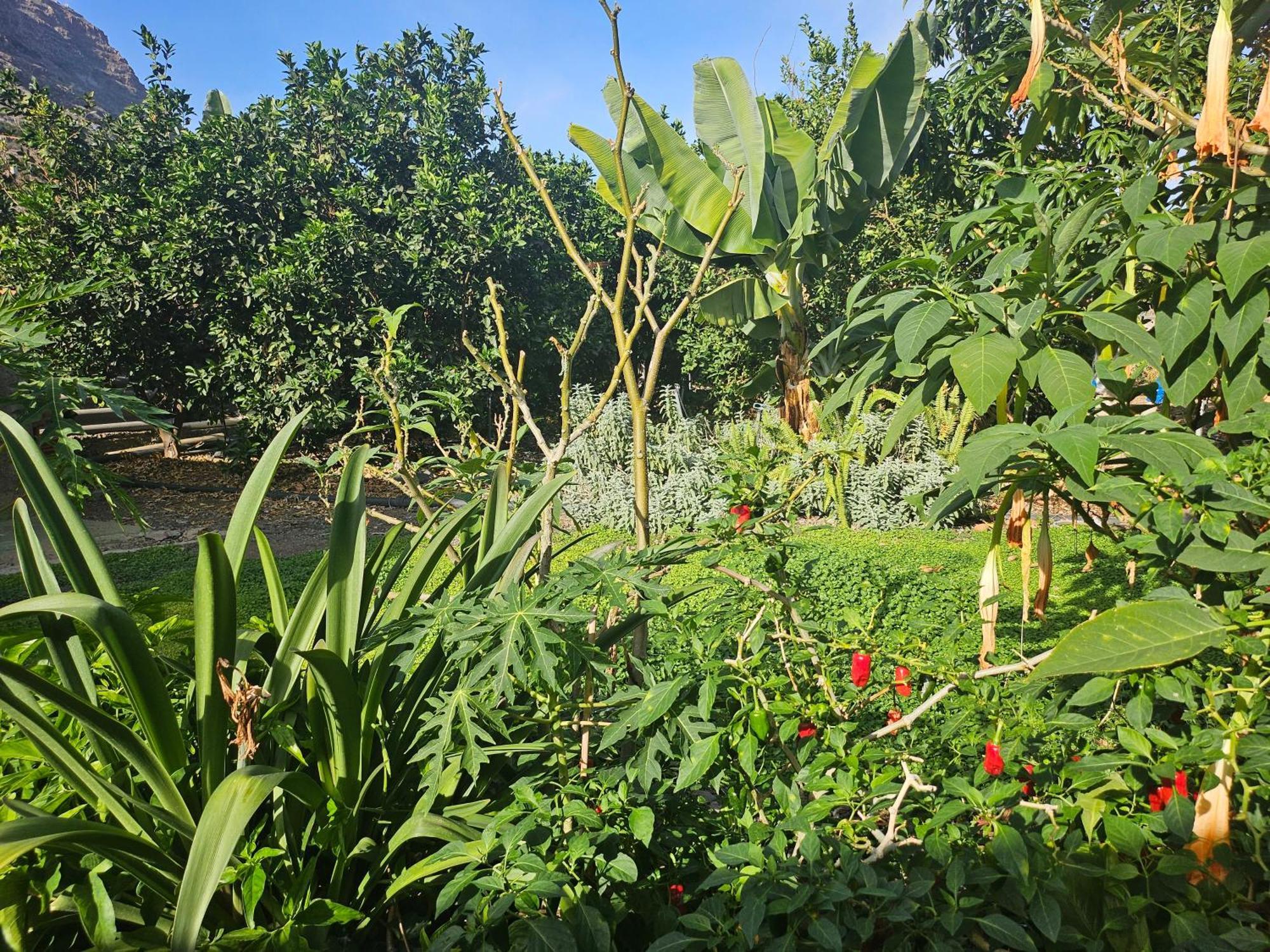 Casa Erika Villa Hermigua Ngoại thất bức ảnh